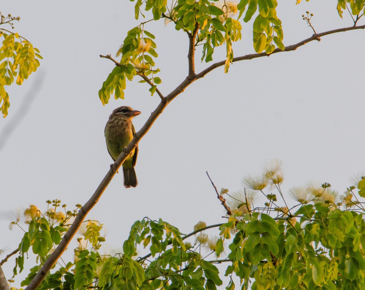 White-cheeked Barbet - ML647222866