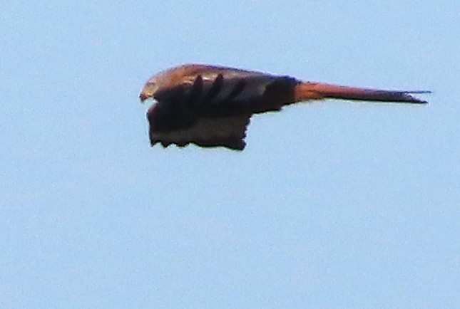 Red Kite - ML647222867