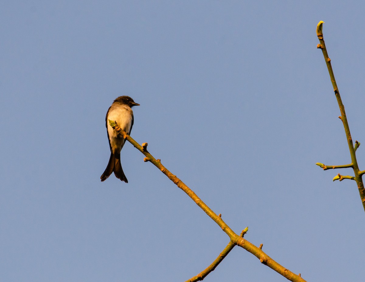 White-bellied Drongo - ML647222868