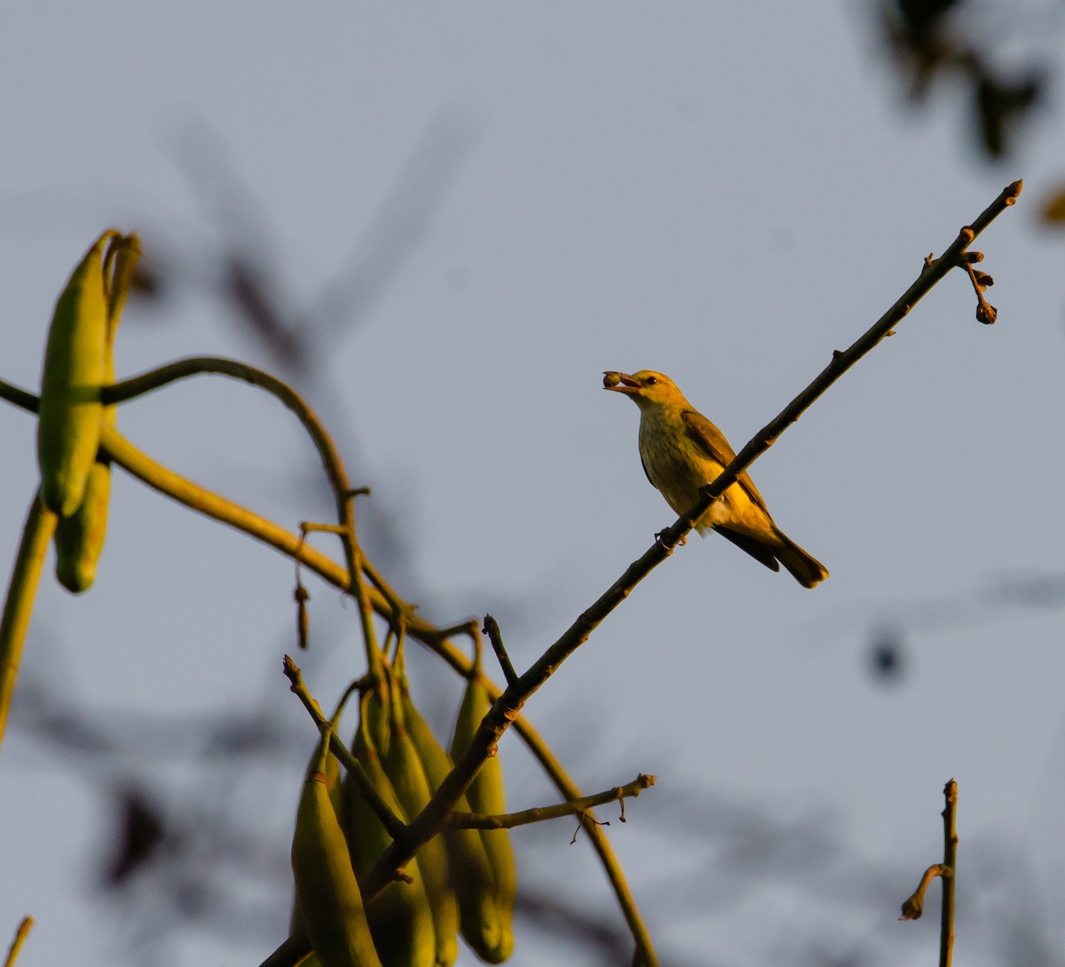 Indian Golden Oriole - ML647222869