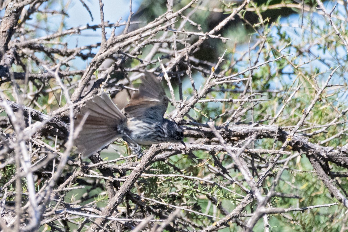 Tufted Tit-Tyrant - ML647222870