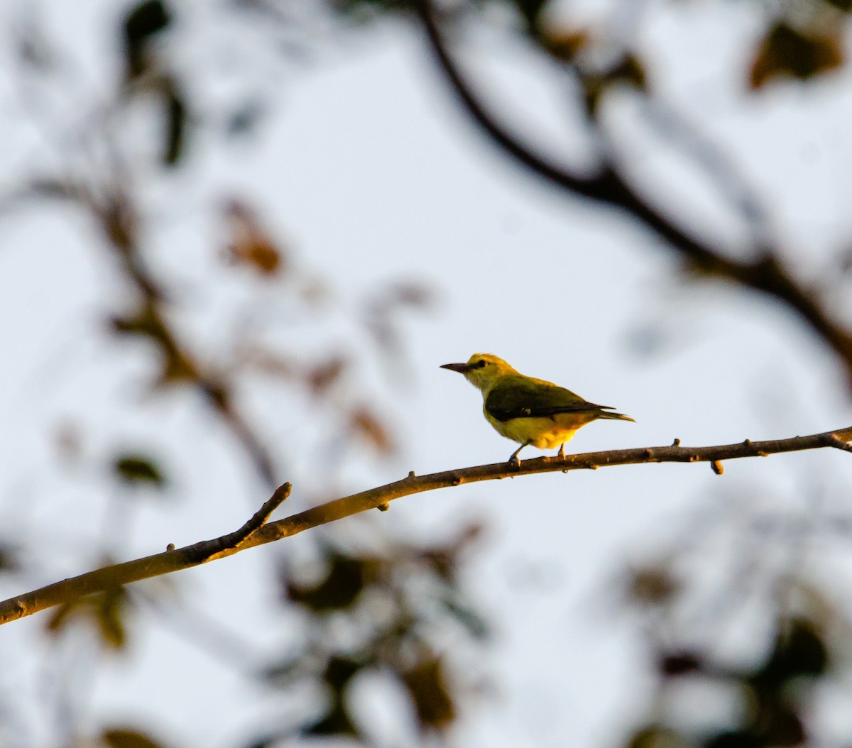 Indian Golden Oriole - ML647222872