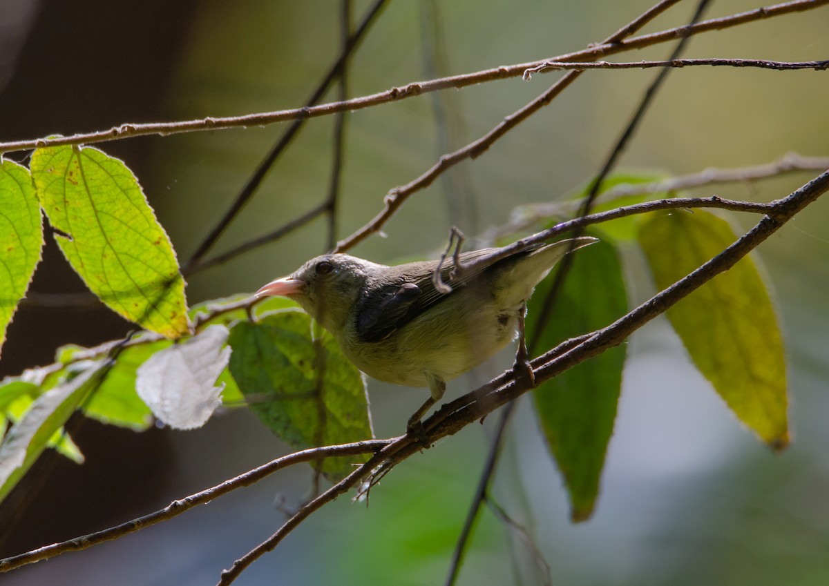 Pale-billed Flowerpecker - ML647222873