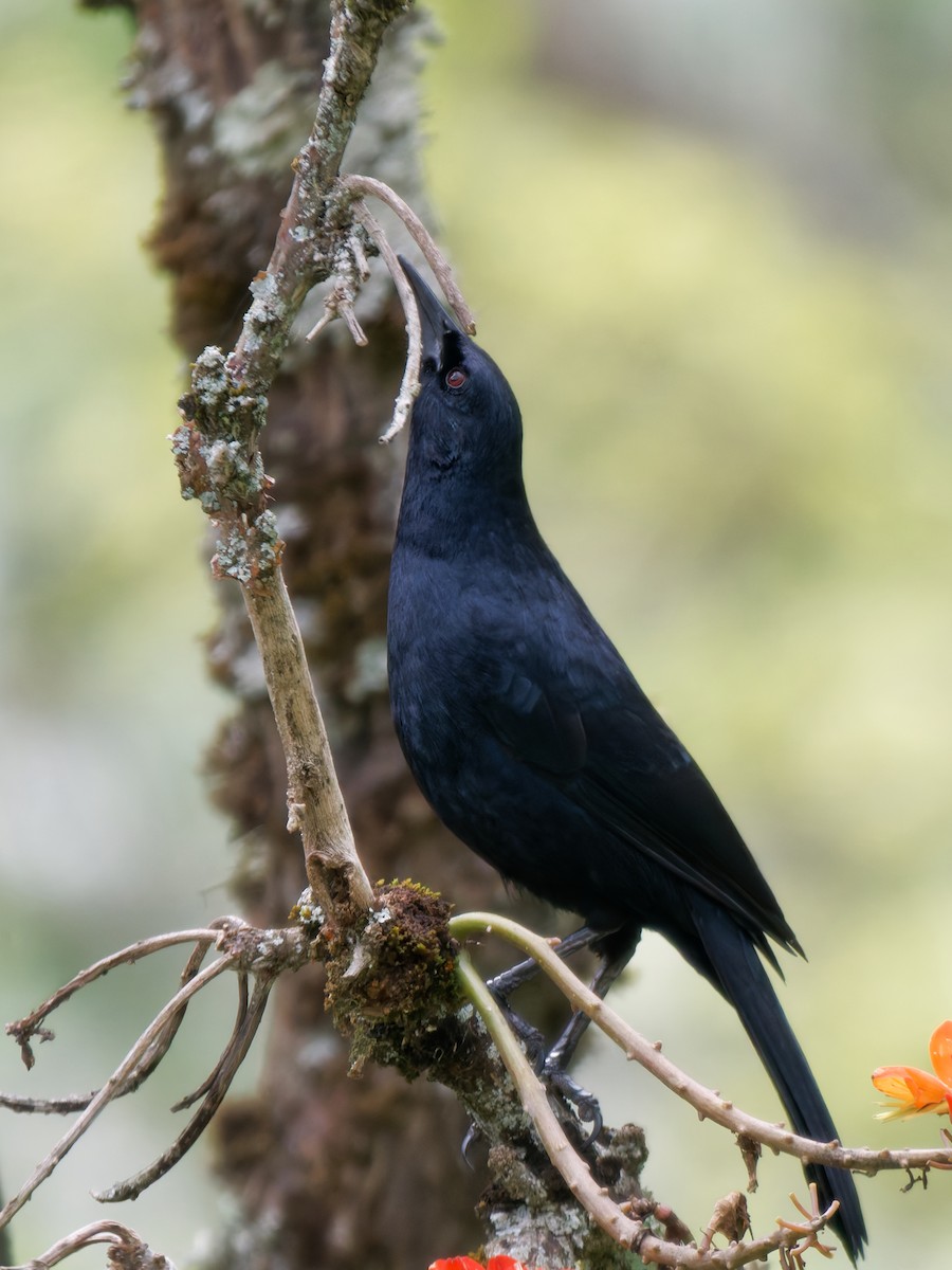 Scrub Blackbird - ML647222875