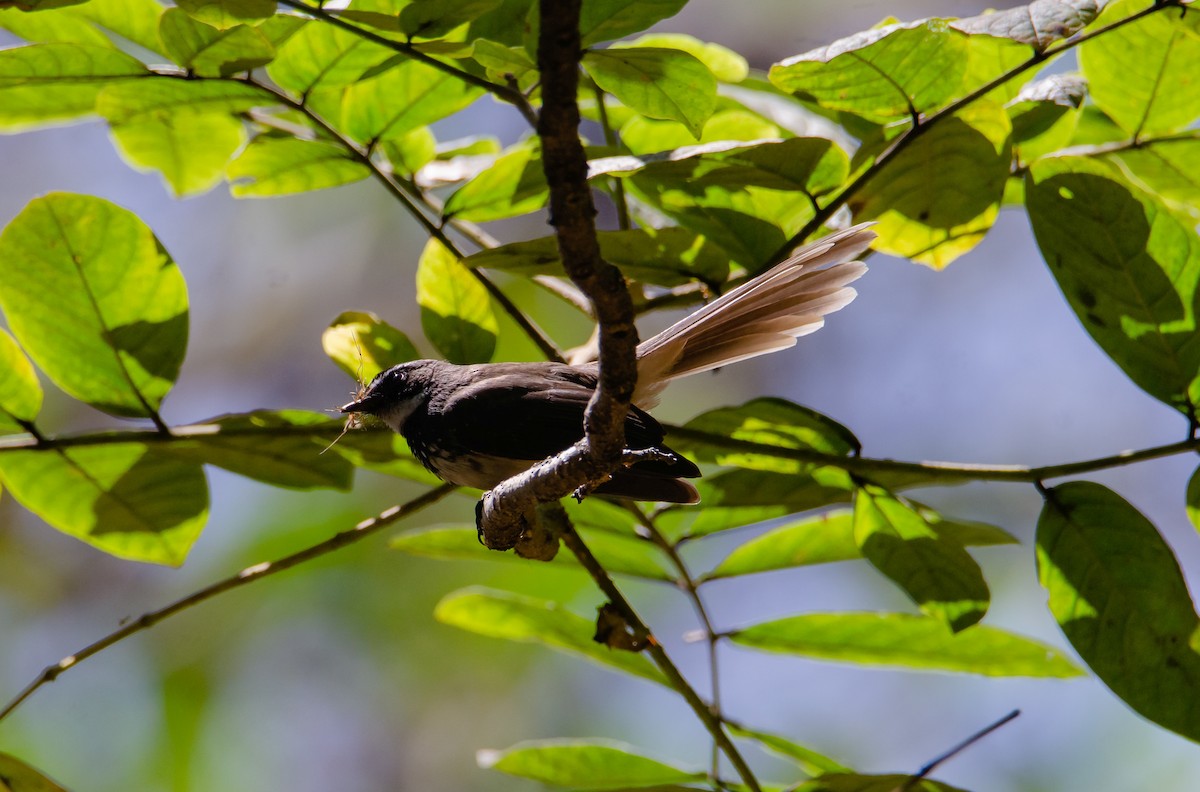 Spot-breasted Fantail - ML647222877