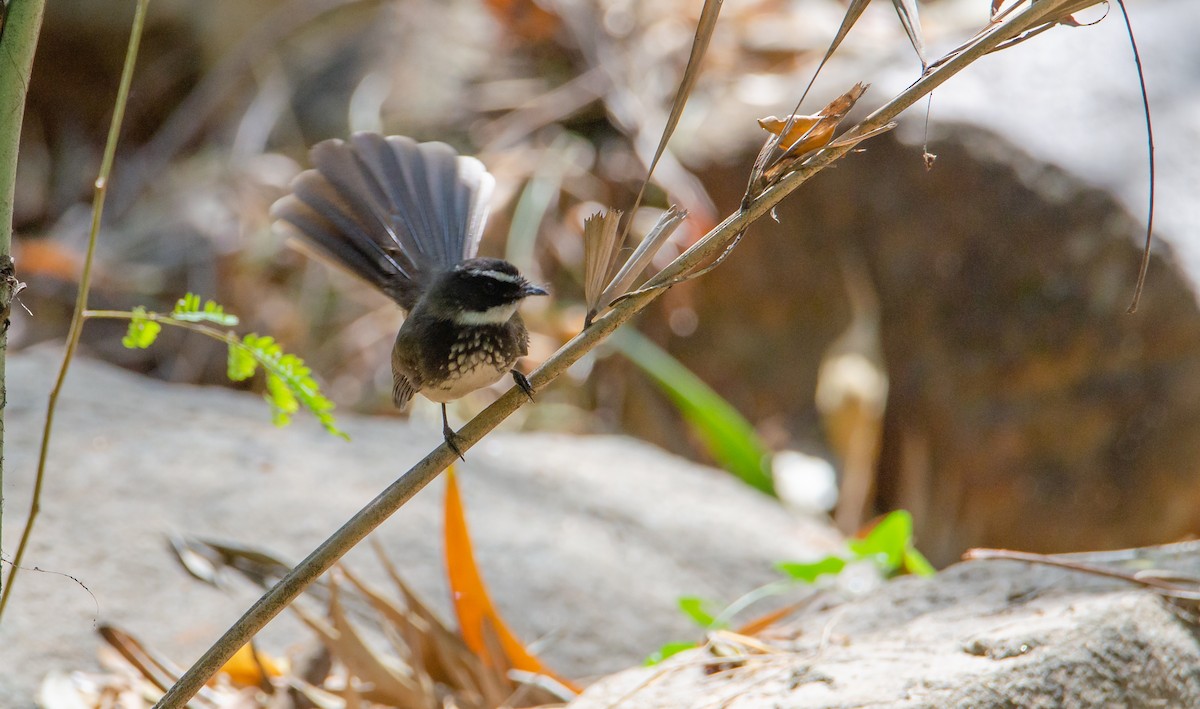 Spot-breasted Fantail - ML647222878