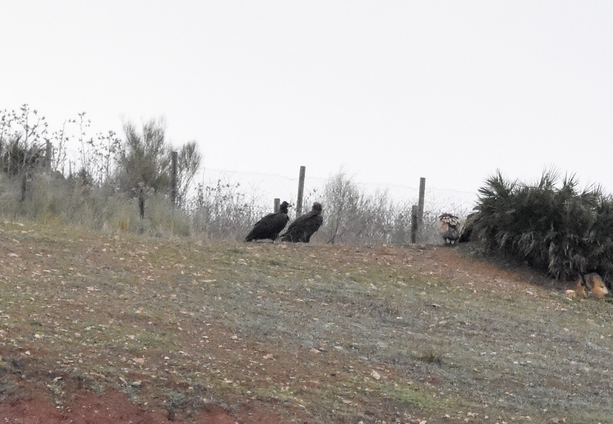 クロハゲワシ - ML647222879