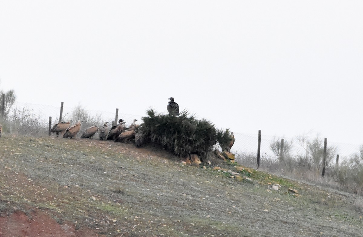 クロハゲワシ - ML647222880