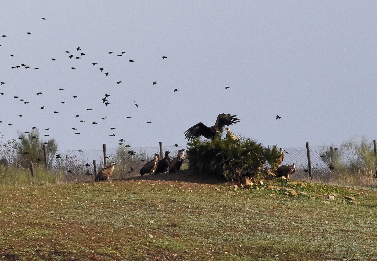 クロハゲワシ - ML647222881