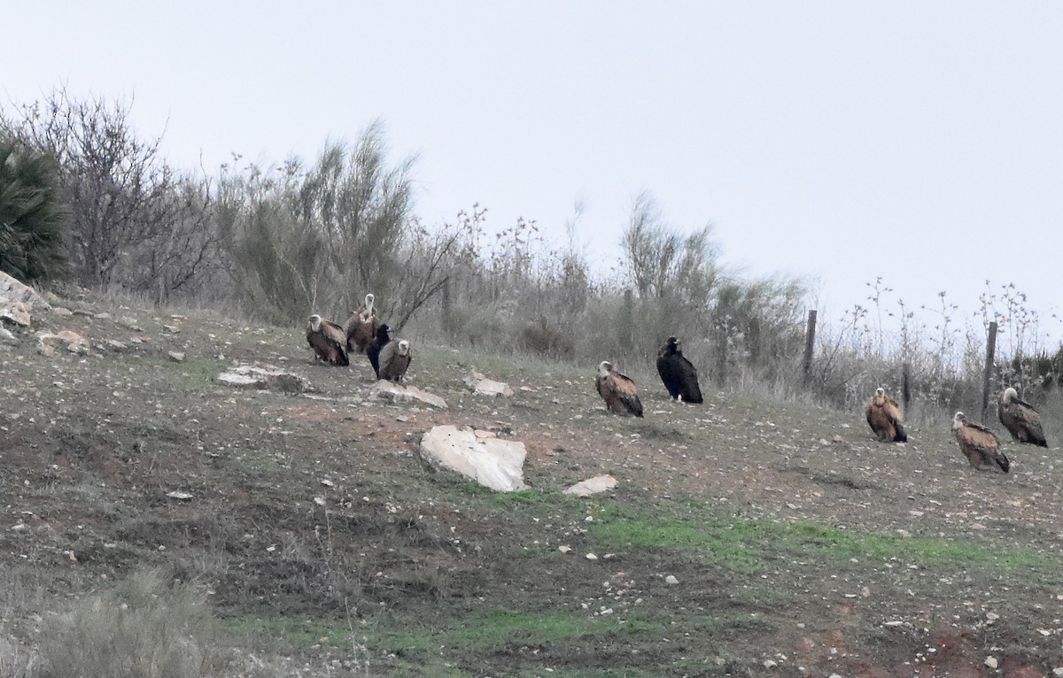 クロハゲワシ - ML647222882