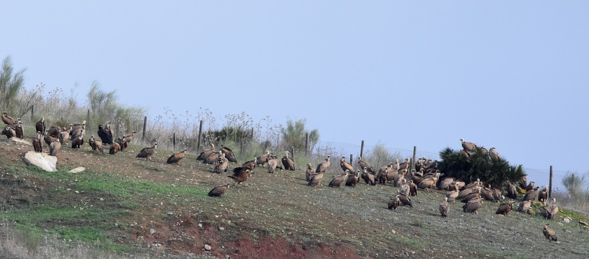 Eurasian Griffon - ML647222895