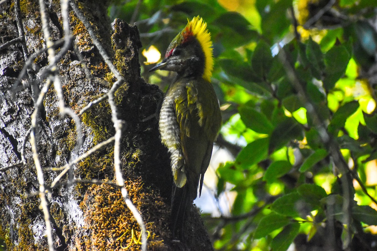 Küçük Sarıense - ML647222898