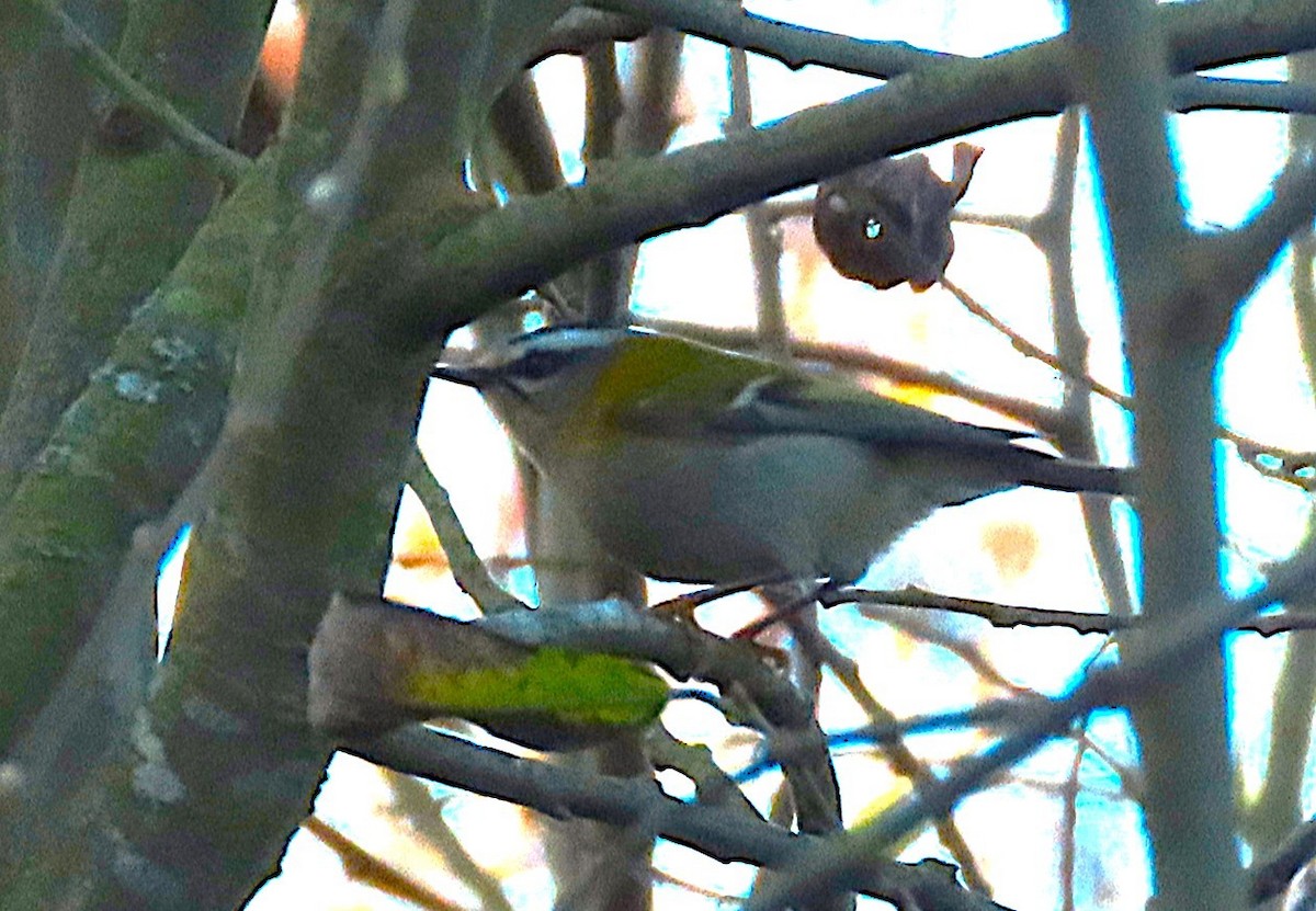 Common Firecrest - ML647222902