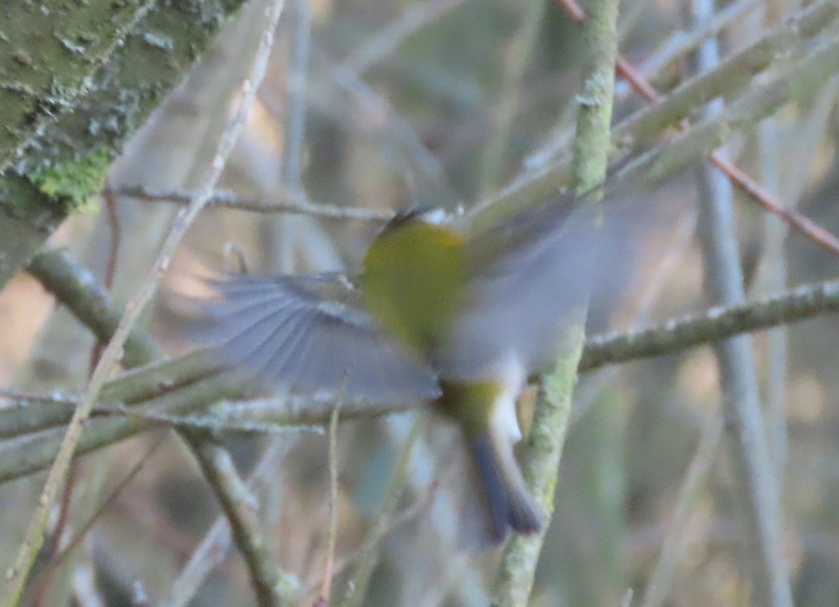 Common Firecrest - ML647222911