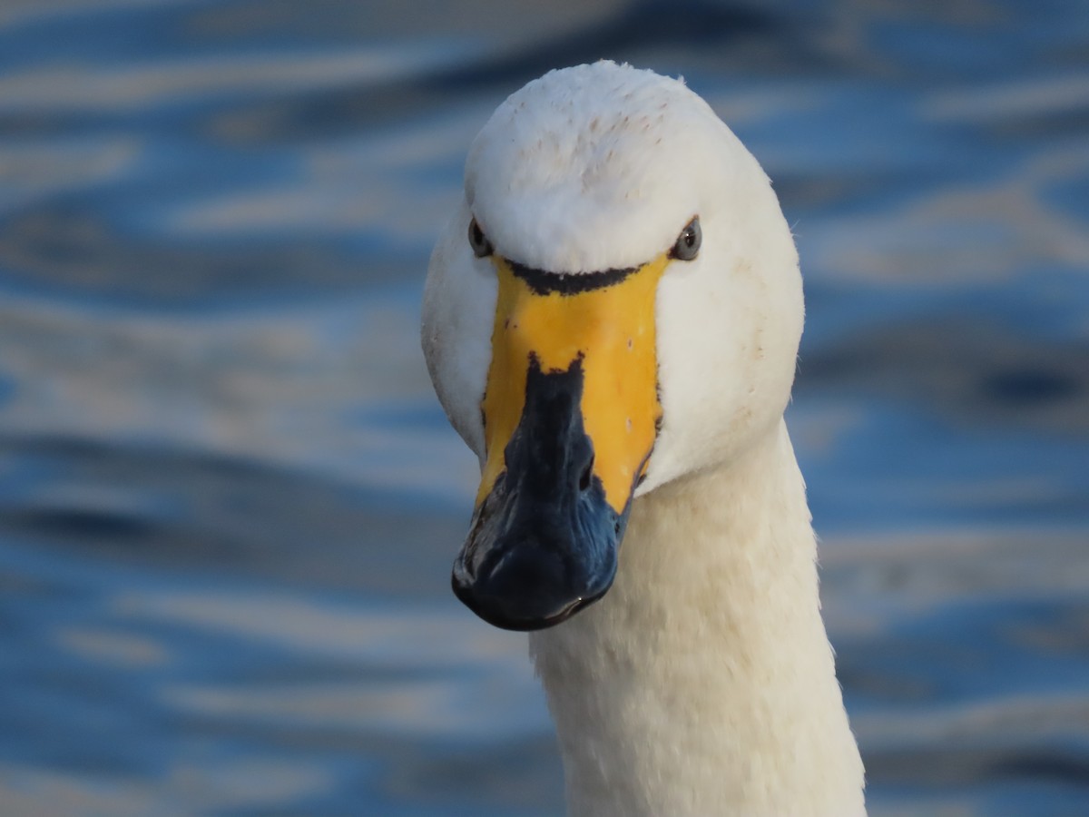 Whooper Swan - ML647222912
