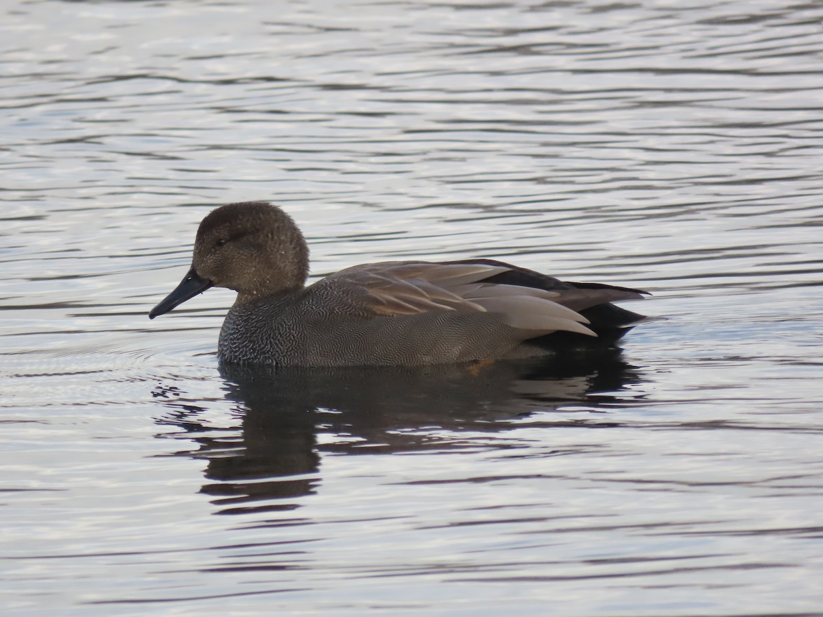 Gadwall - ML647222916