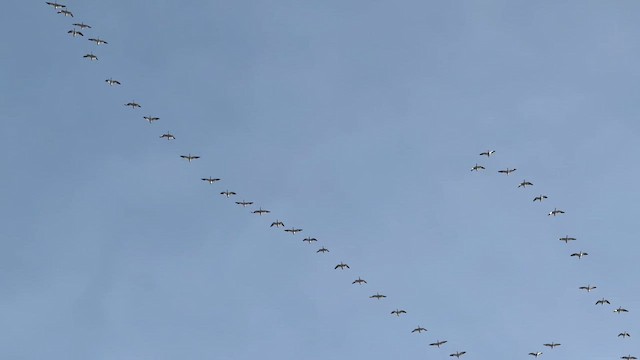 husa sněžní - ML647222944