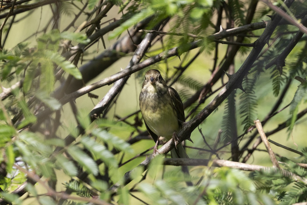 Black-faced Bunting - ML647222949