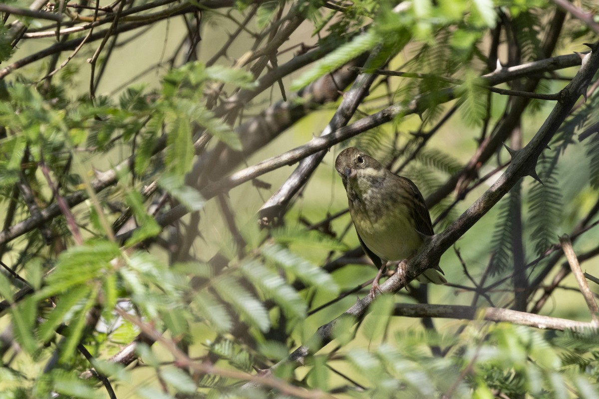Black-faced Bunting - ML647222951