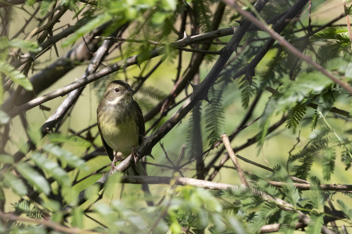 Black-faced Bunting - ML647222952