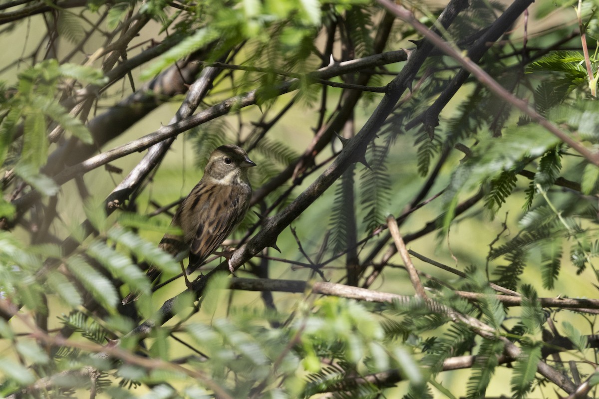 Black-faced Bunting - ML647222953