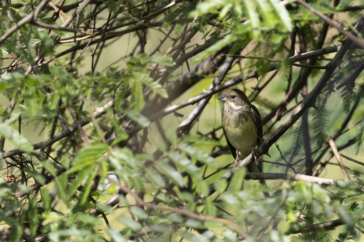 Black-faced Bunting - ML647222956