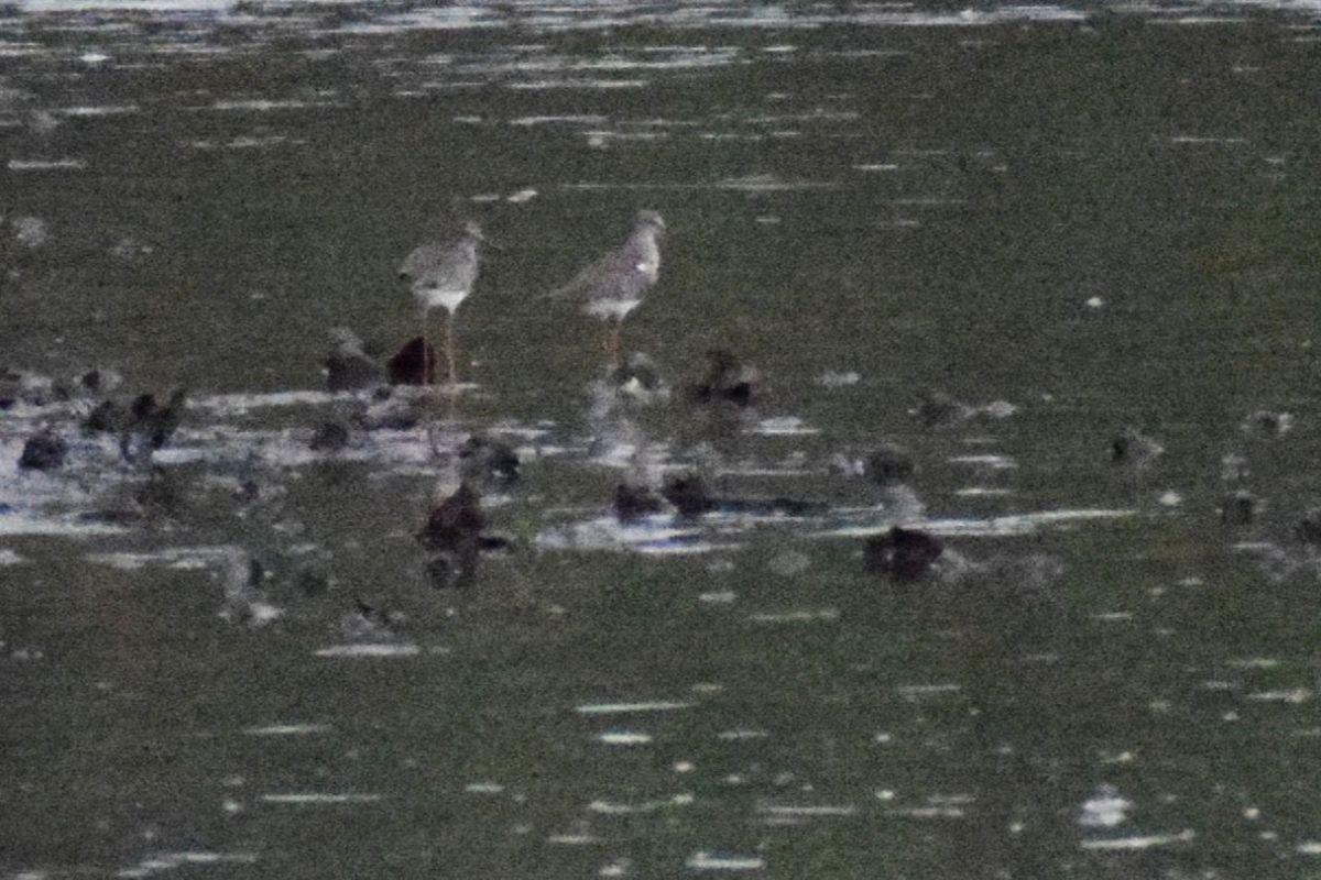 Chevalier gambette - ML647222964