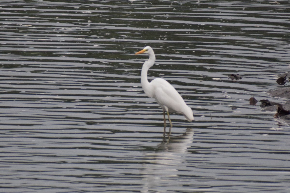 Grande Aigrette - ML647222973