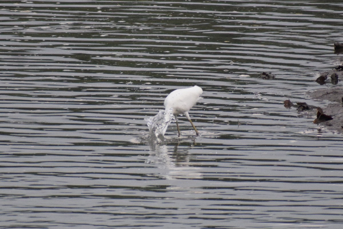 Grande Aigrette - ML647222974