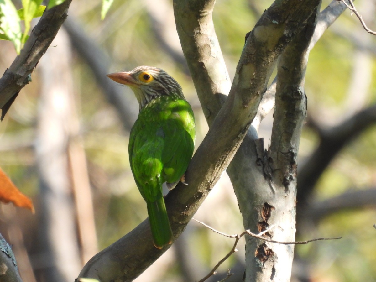 シロボシオオゴシキドリ - ML647222976