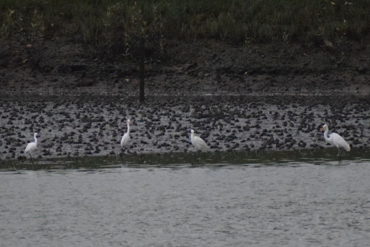 Héron intermédiaire - ML647222977