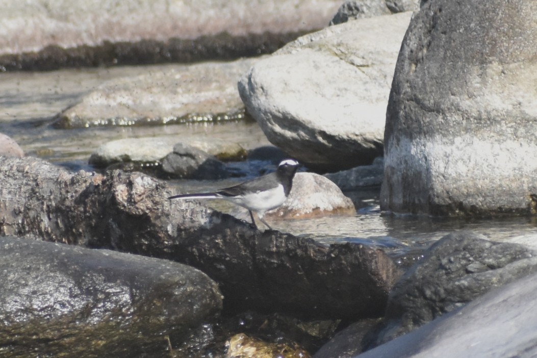 konipas indický - ML647222980