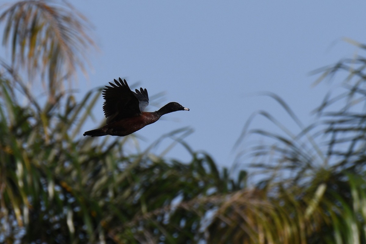 Hartlaub's Duck - ML647222991