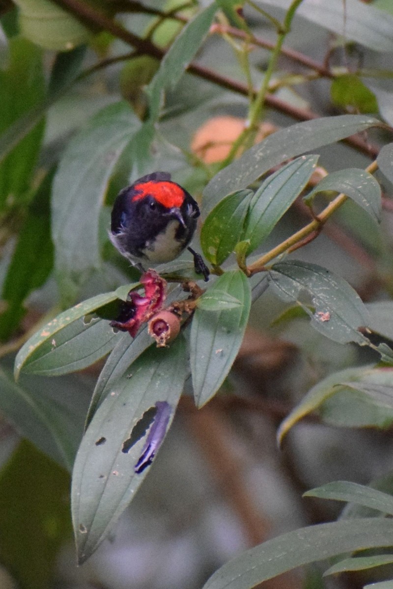 Dicée à dos rouge - ML647222992