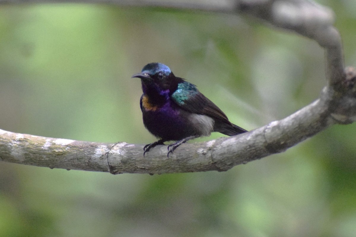 Souimanga de Macklot - ML647223000