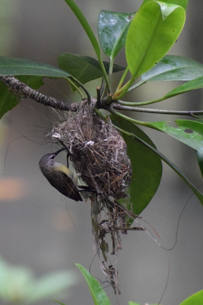 Souimanga de Macklot - ML647223001