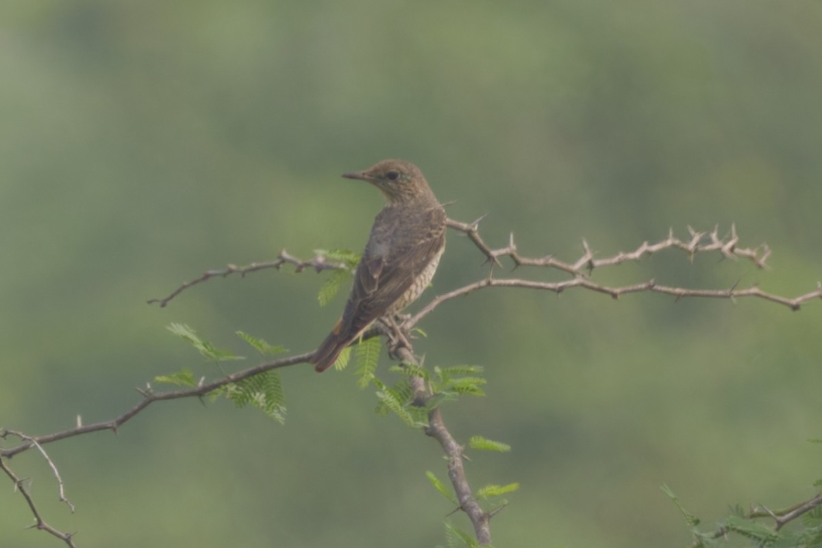 Rufous-tailed Rock-Thrush - ML647223008