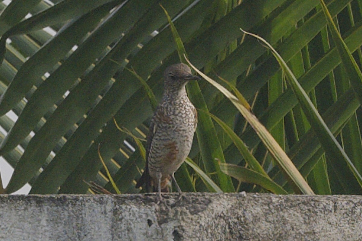 Rufous-tailed Rock-Thrush - ML647223009