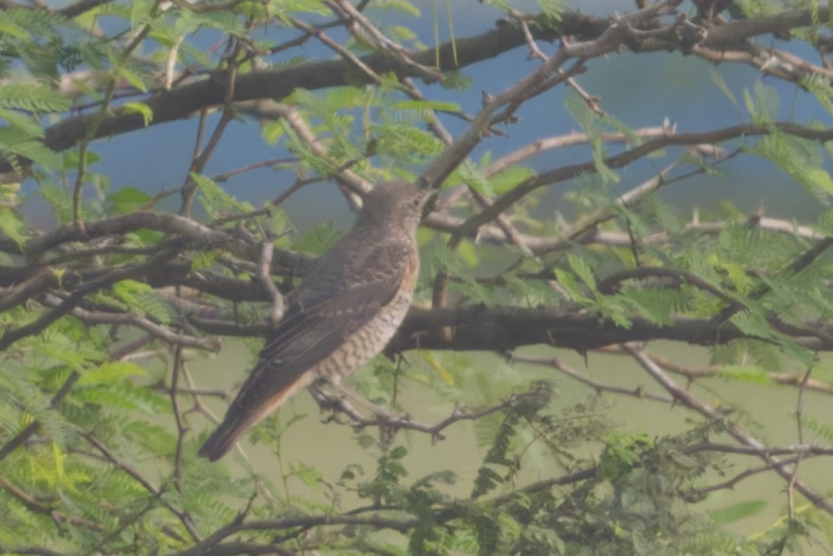 Rufous-tailed Rock-Thrush - ML647223010