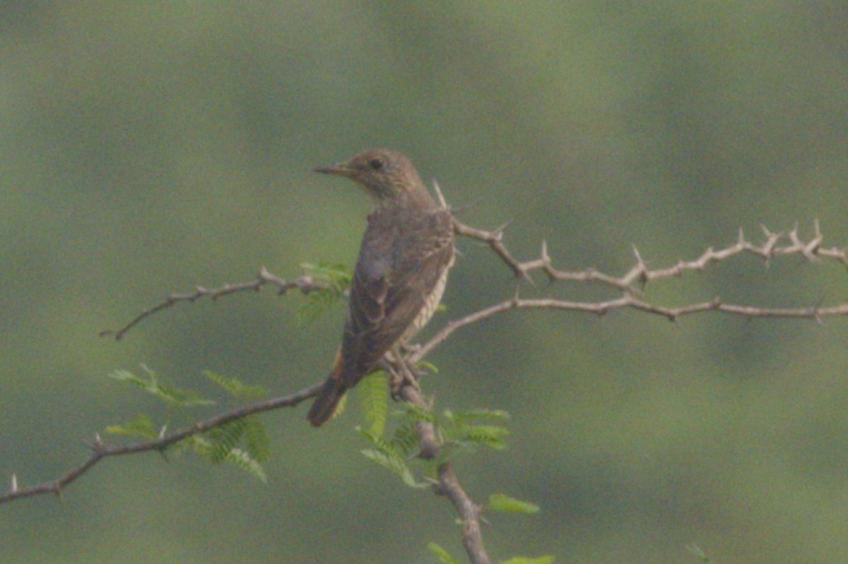 Rufous-tailed Rock-Thrush - ML647223011