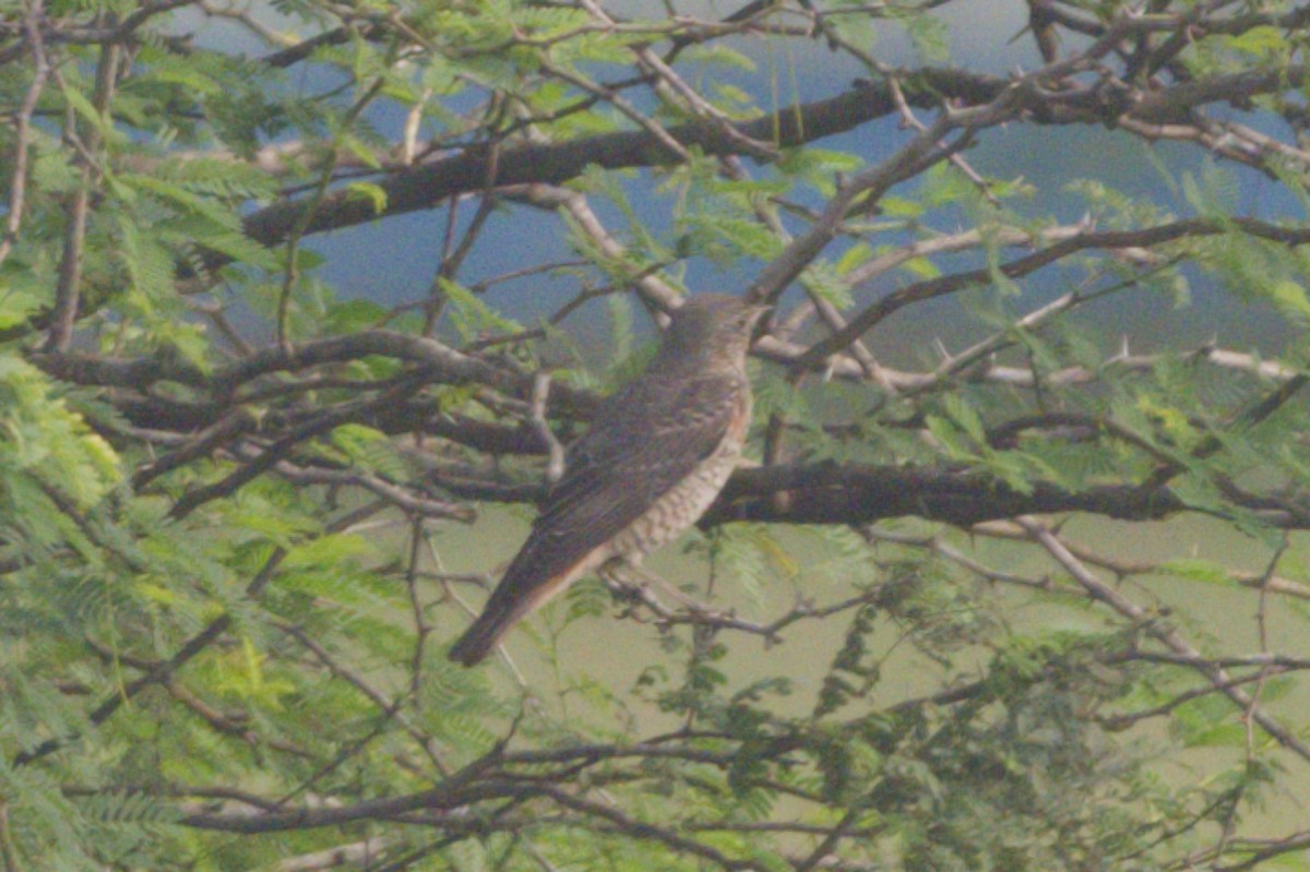 Rufous-tailed Rock-Thrush - ML647223012