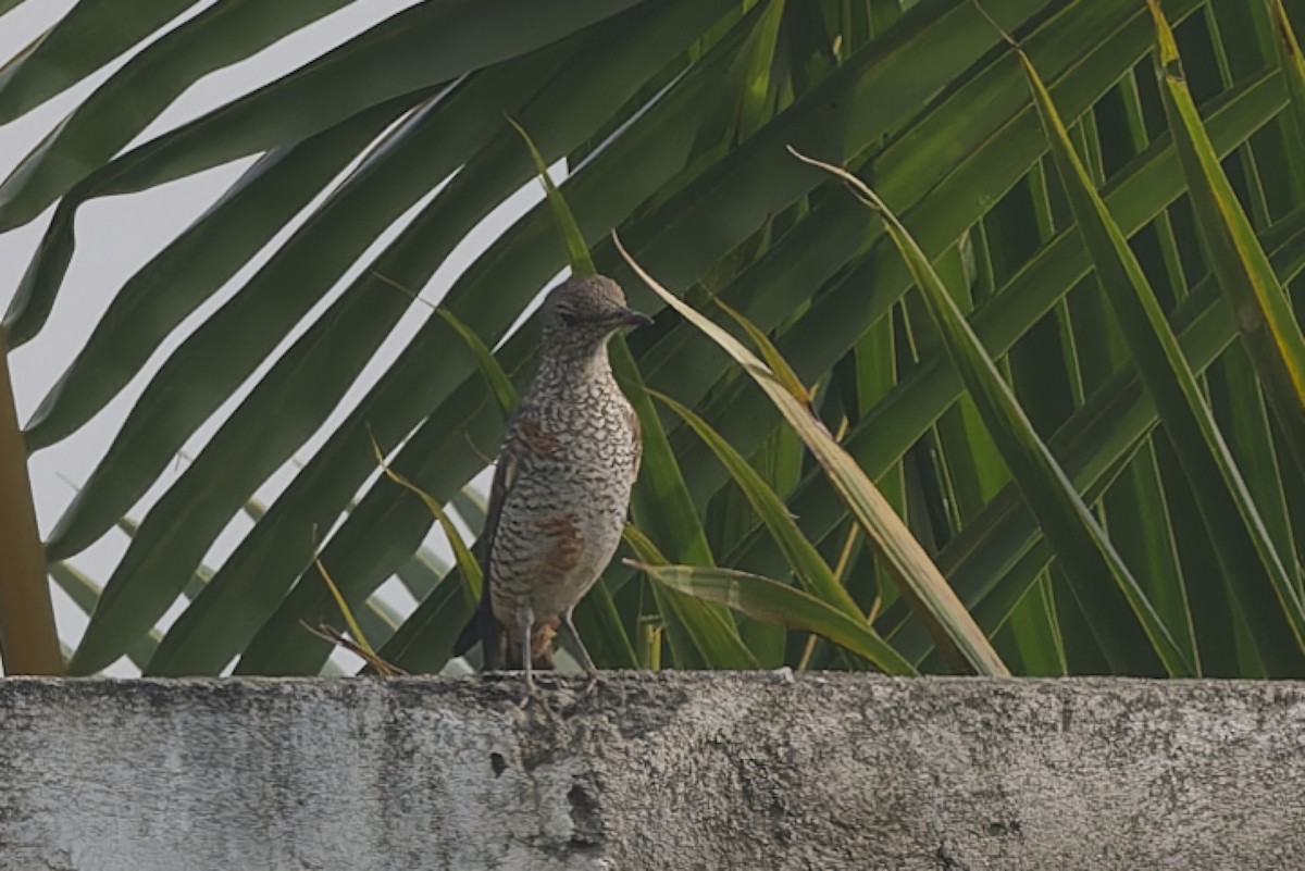 Rufous-tailed Rock-Thrush - ML647223013