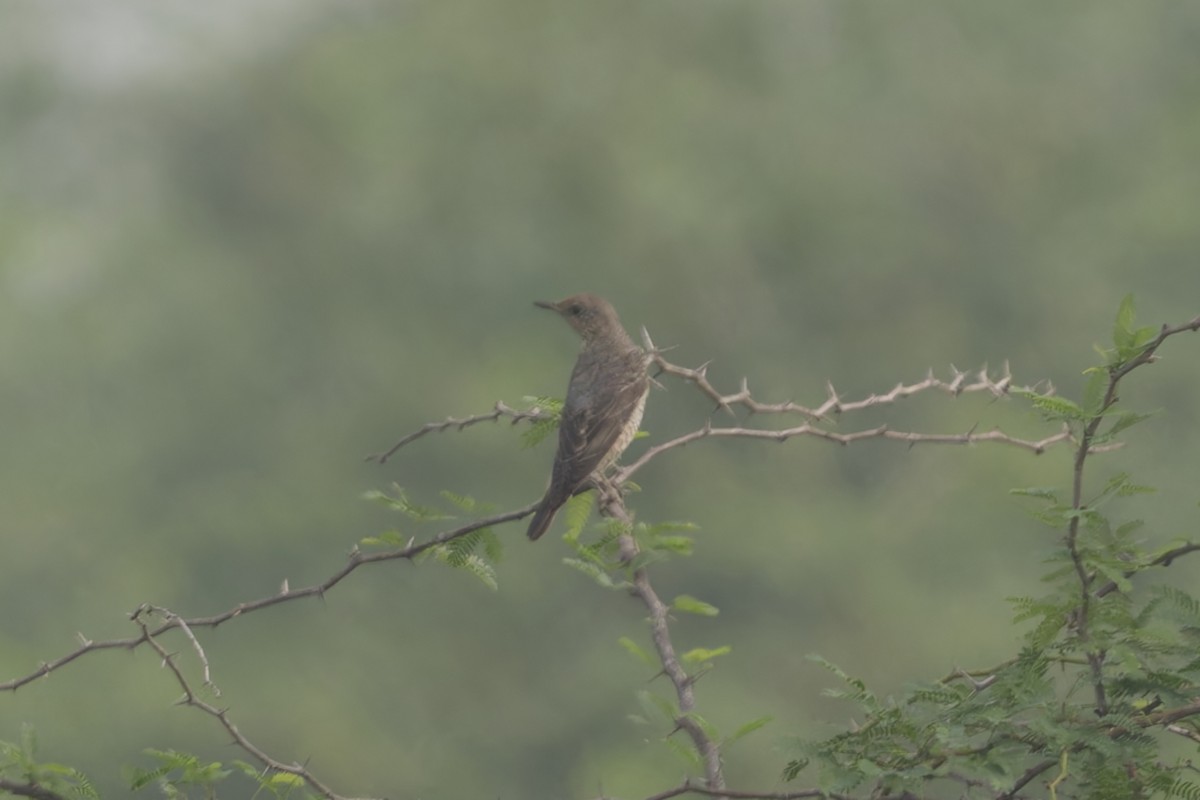 Rufous-tailed Rock-Thrush - ML647223014