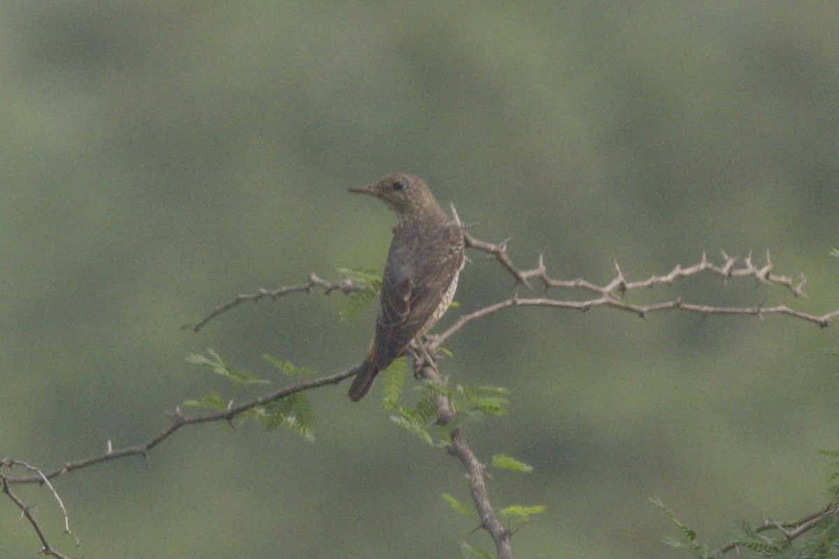 Rufous-tailed Rock-Thrush - ML647223015