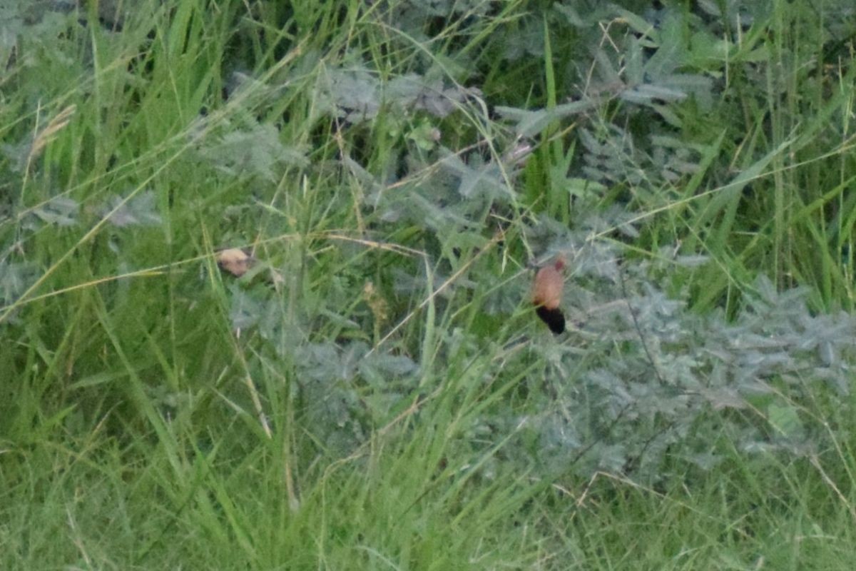 Capucin à tête noire - ML647223016