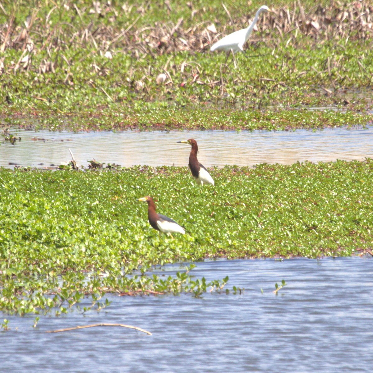 Chinese Pond-Heron - ML647223021