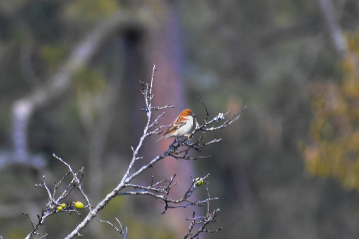 Russet Sparrow - ML647223024
