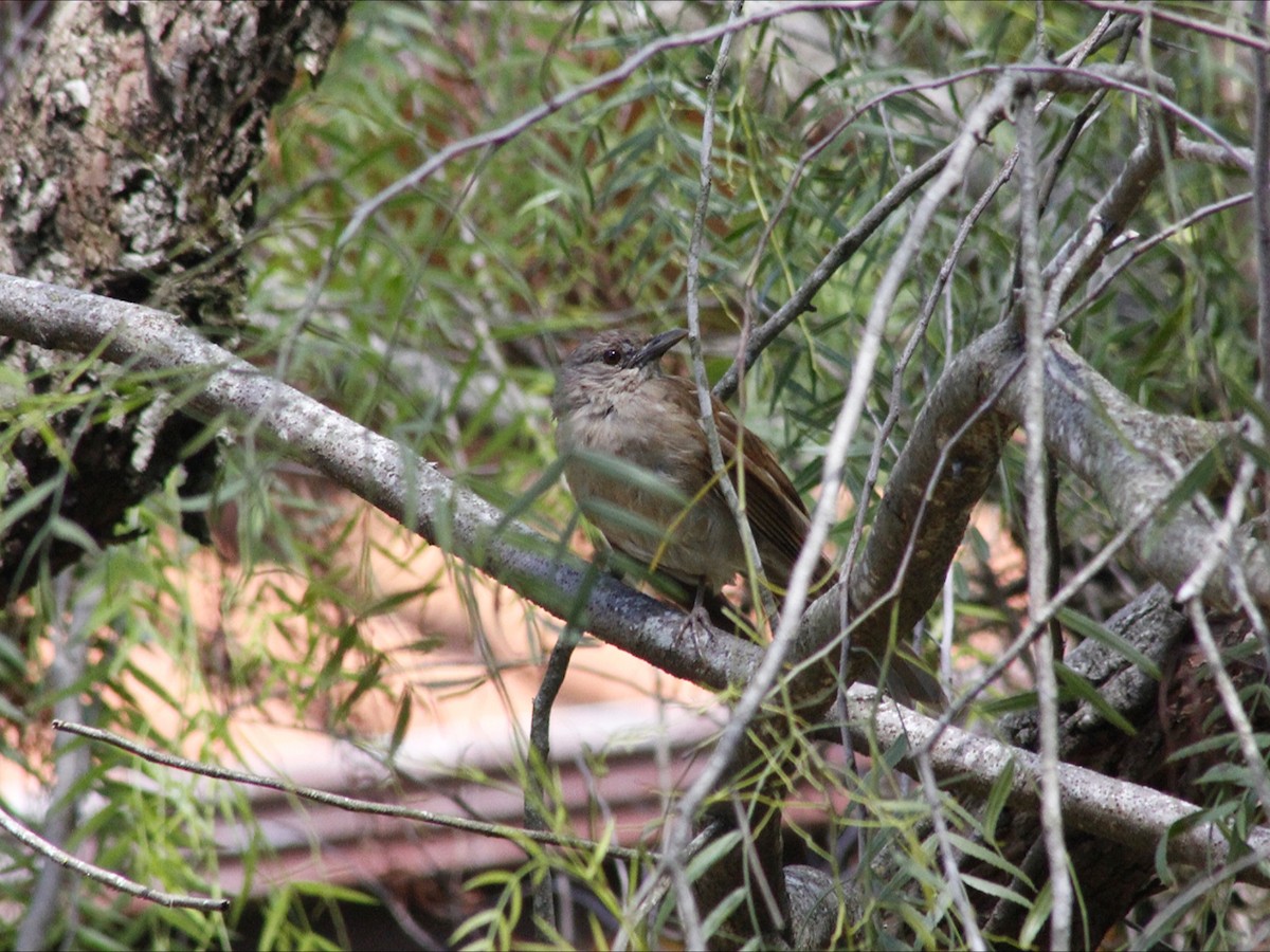 Zorzal Sabiá - ML647223027