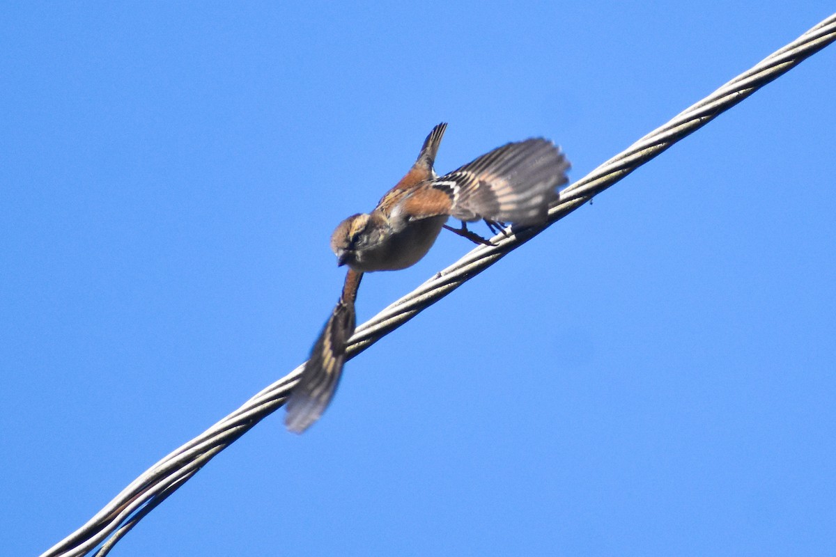 Russet Sparrow - ML647223030