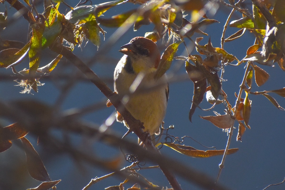 Russet Sparrow - ML647223031